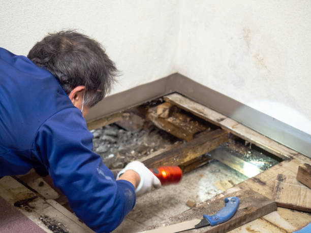 Best Attic Mold Removal  in Manawa, WI