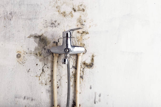 Mold Removal and Inspection in Manawa, WI