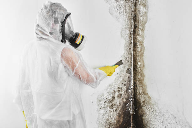 Best Mold Removal Process  in Manawa, WI