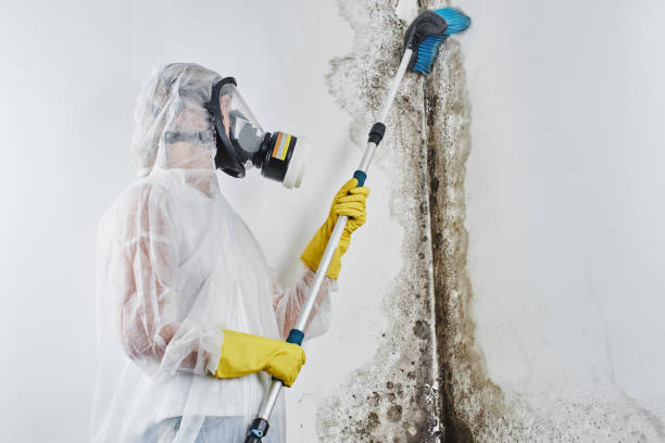 Best Certified Mold Removal  in Manawa, WI