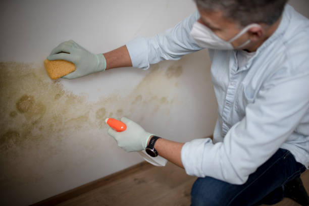 Best Mold Removal Specialists  in Manawa, WI