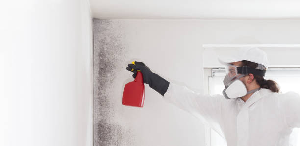 Best Mold Removal Company Near Me  in Manawa, WI