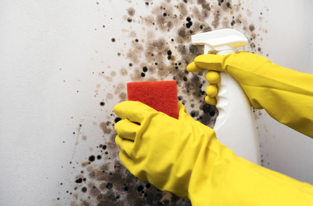 Best Affordable Mold Removal  in Manawa, WI